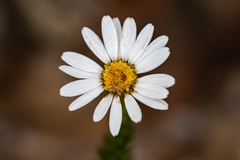 Osmitopsis parvifolia