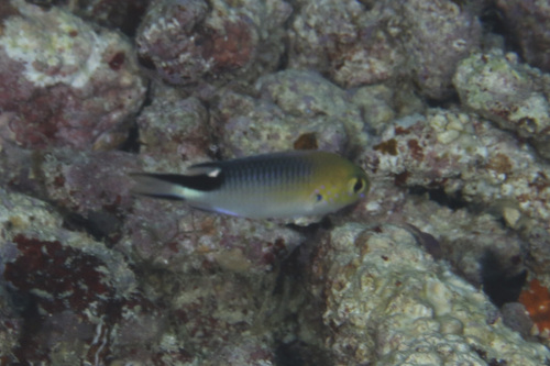 Pomachromis richardsoni observed 2025-09-16