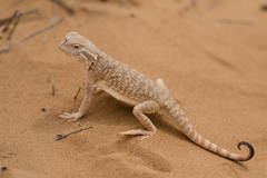 Phrynocephalus mystaceus