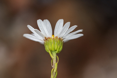 Osmitopsis parvifolia