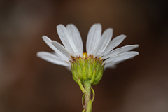 Osmitopsis parvifolia