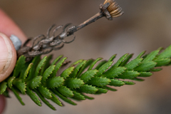 Osmitopsis parvifolia