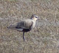 Vanellus gregarius