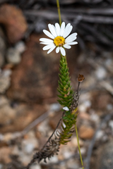 Osmitopsis parvifolia