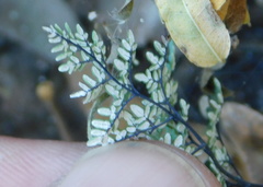Argyrochosma limitanea