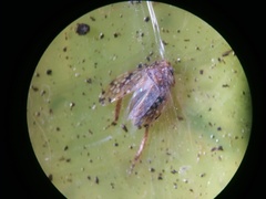 Xestocephalus ovalis