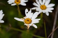 Osmitopsis parvifolia