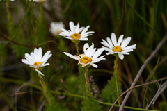 Osmitopsis parvifolia