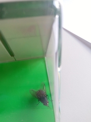 Brachycera