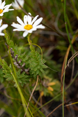 Osmitopsis parvifolia