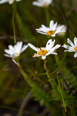 Osmitopsis parvifolia