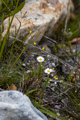 Osmitopsis parvifolia
