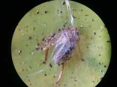 Xestocephalus ovalis