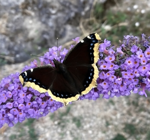 Nymphalis antiopa