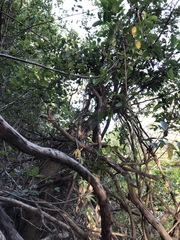 Aphananthe philippinensis