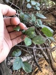 Aphananthe philippinensis