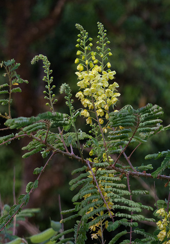 Mysore Thorn