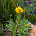 Berkheya herbacea - Photo (c) magriet b,  זכויות יוצרים חלקיות (CC BY-SA), הועלה על ידי magriet b