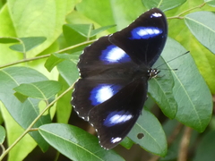 Hypolimnas bolina bolina