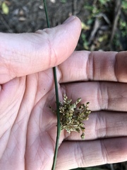 Juncus usitatus