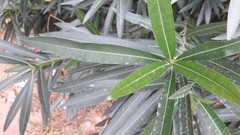 Nerium oleander