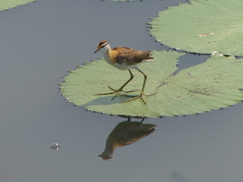 iNaturalist: (c) rguinness, some rights reserved (CC BY-NC), uploaded by rguinness iNaturalist image