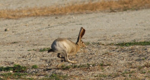 Tamaulipas Jackrabbit (Lepus altamirae)