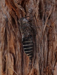 Atrapsalta corticina