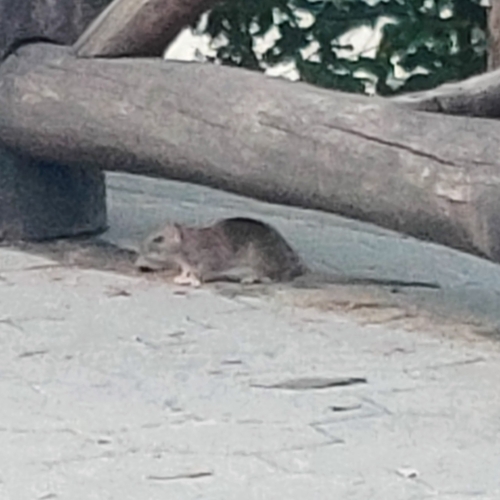 Rat photographed near here on 2025-09-28