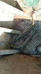 Lepisosteus platostomus