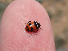 Hippodamia caseyi