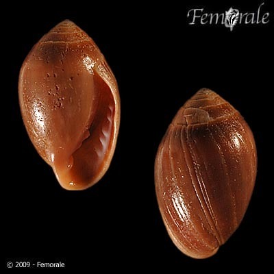 Melampus castaneus