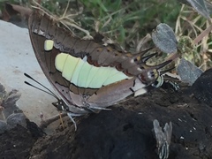 Polyura agraria