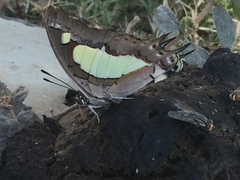 Polyura agraria