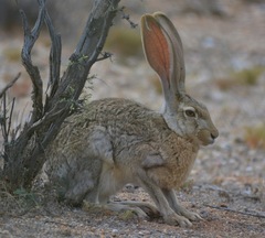Lepus alleni