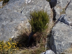 Dracophyllum acerosum
