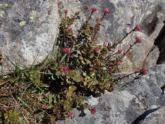 Veronica lavaudiana