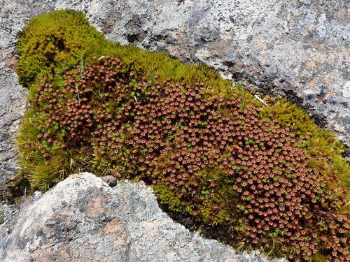 Campylopus clavatus