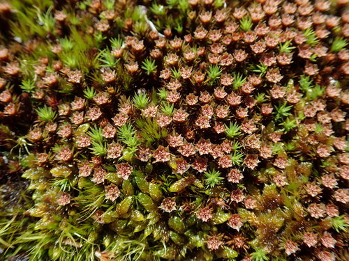 Campylopus clavatus