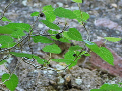 Morus microphylla