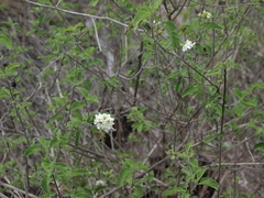 Lantana peduncularis