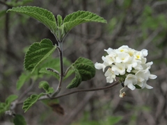 Lantana peduncularis