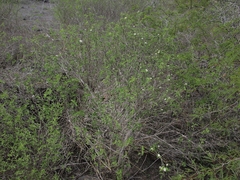 Lantana peduncularis