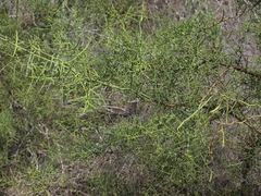 Scutia spicata pauciflora