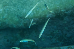 Ptereleotris monoptera