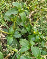Calyptocarpus vialis
