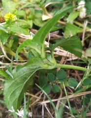 Calyptocarpus vialis