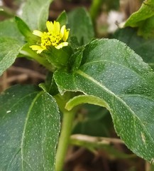 Calyptocarpus vialis