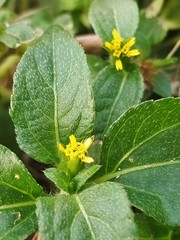 Calyptocarpus vialis