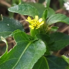 Calyptocarpus vialis